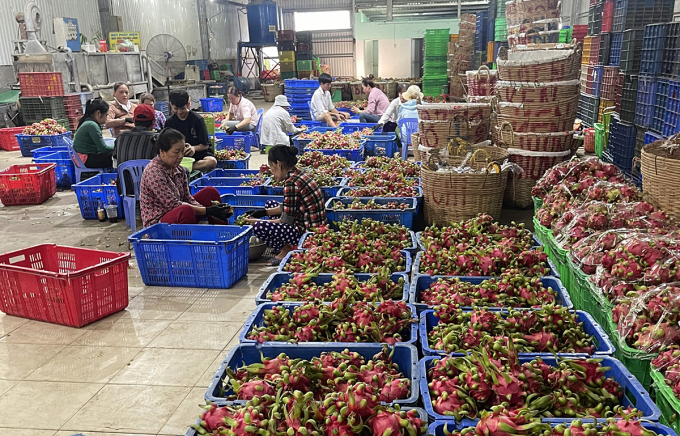 Thanh long sốt giá, nhà vườn không có để bán